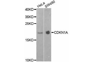 Western blot analysis of extracts of various cell lines, using CDKN1A antibody (ABIN4903234) at 1:1000 dilution. (p21 抗体)