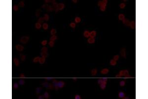 Immunofluorescence analysis of HeLa cells using PPP5C Polyclonal Antibody at dilution of 1:100 (40x lens). (PP5 抗体)