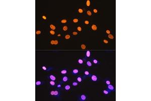 Immunofluorescence analysis of NIH-3T3 cells using DDX5 Rabbit mAb (ABIN7266698) at dilution of 1:100 (40x lens). (DDX5 抗体)
