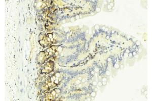 ABIN6274128 at 1/100 staining Mouse colon tissue by IHC-P. (TNFSF13 抗体  (Internal Region))