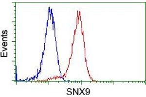 Image no. 1 for anti-Sorting Nexin 9 (SNX9) antibody (ABIN1501048) (SNX9 抗体)