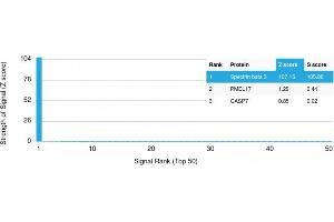 Analysis of Protein Array containing more than 19,000 full-length human proteins using Spectrin beta III Mouse Monoclonal Antibody (SPTBN2/1778). (Spectrin, Beta, Non-erythrocytic 2 (SPTBN2) (AA 356-475) 抗体)
