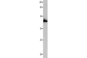 Western Blotting (WB) image for anti-Purinergic Receptor P2Y, G-Protein Coupled, 2 (P2RY2) antibody (ABIN2431742) (P2RY2 抗体)