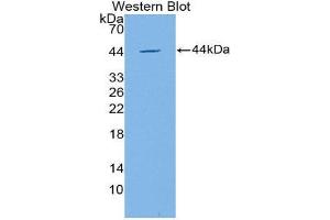 Western Blotting (WB) image for anti-Apolipoprotein C-IV (APOC4) (AA 28-124) antibody (ABIN1866736) (APOC4 抗体  (AA 28-124))