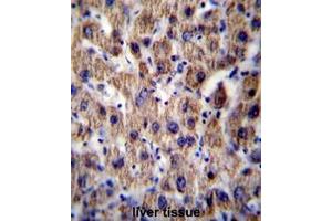 Immunohistochemistry (Paraffin-embedded Sections) (IHC (p)) image for anti-ATP Synthase, H+ Transporting, Mitochondrial F0 Complex, Subunit F6 (ATP5J) (AA 27-56), (Middle Region) antibody (ABIN950574)