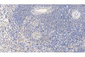Detection of CASP1 in Porcine Spleen Tissue using Polyclonal Antibody to Caspase 1 (CASP1) (Caspase 1 抗体  (AA 120-297))