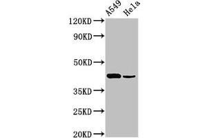 Western Blot Positive WB detected in: A549 whole cell lysate, Hela whole cell lysate All lanes: Pdgfd antibody at 3 μg/mL Secondary Goat polyclonal to rabbit IgG at 1/50000 dilution Predicted band size: 43, 31 kDa Observed band size: 43 kDa (PDGFD 抗体  (AA 24-370))