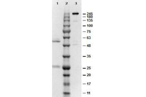 SDS-PAGE results of Mouse IgG2b Control.