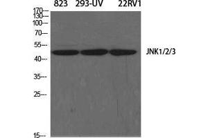 Western Blot (WB) analysis of specific cells using JNK1/2/3 Polyclonal Antibody. (JNK 抗体  (Lys278))