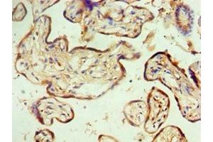 Immunohistochemistry of paraffin-embedded human placenta tissue using ABIN7160641 at dilution of 1:100 (MTMR14 抗体  (AA 1-280))