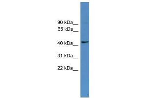 WB Suggested Anti-TAAR5 Antibody Titration: 0. (TAAR5 抗体  (Middle Region))