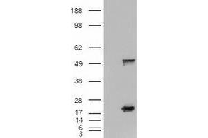 Image no. 3 for anti-Sonic Hedgehog (SHH) (AA 24-197) antibody (ABIN1491248) (Sonic Hedgehog 抗体  (AA 24-197))