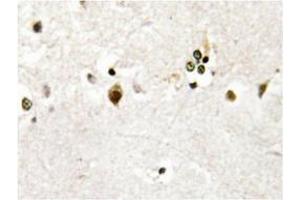 Immunohistochemistry analysis of HES-6 antibody in paraffin-embedded human brain tissue. (HES6 抗体)