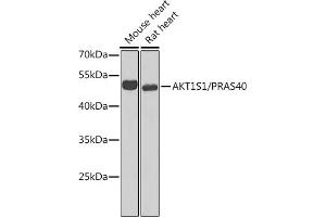 Western blot analysis of extracts of various cell lines, using S1/PR antibody (ABIN6129890, ABIN6136741, ABIN6136742 and ABIN6221835) at 1:1000 dilution. (PRAS40 抗体  (AA 152-276))