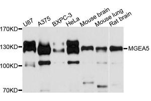 Western blot analysis of extracts of various cell lines, using MGEA5 antibody (ABIN5996598) at 1/1000 dilution. (MGEA5 抗体)