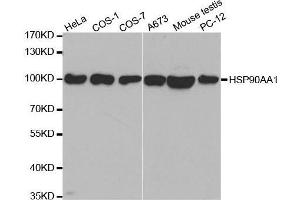 Western Blotting (WB) image for anti-Heat Shock Protein 90kDa alpha (Cytosolic), Class A Member 1 (HSP90AA1) (AA 433-732) antibody (ABIN3020962)