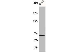 Western Blot analysis of HepG2 cells using CDC46 Polyclonal Antibody (MCM5 抗体  (N-Term))