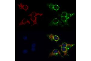 ABIN6262098 and ABIN6269010 staining HepG2 by IF/ICC.