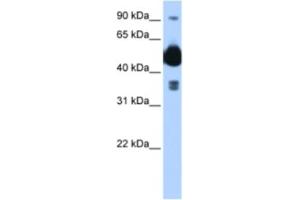 Western Blotting (WB) image for anti-FIC Domain Containing (FICD) antibody (ABIN2463018) (FICD 抗体)