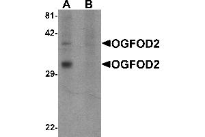Western blot analysis of OGFOD2 in 293 cell lysate with OGFOD2 antibody at 1 µg/mL in (A) the absence and (B) the presence of blocking peptide. (OGFOD2 抗体  (Middle Region))