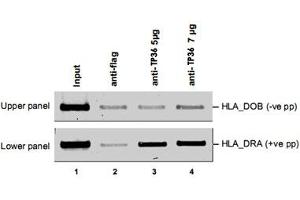 ChIP results obtained with the RFXAP polyclonal antibody .