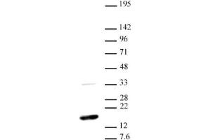 Western blot of Histone H3 dimethyl Lys36 antibody. (Histone 3 抗体  (H3K36me2))