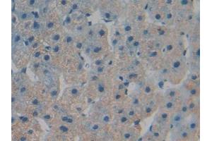 IHC-P analysis of Human Liver Tissue, with DAB staining. (TOR1B 抗体  (AA 98-327))