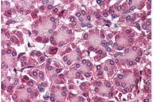 Human Pancreas (formalin-fixed, paraffin-embedded) stained with SEPT4 antibody ABIN214473 at 2. (Septin 4 抗体  (N-Term))