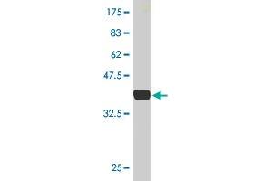 Western Blotting (WB) image for anti-CAMP Responsive Element Binding Protein 5 (CREB5) (AA 1-99) antibody (ABIN564139)