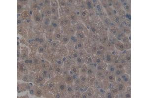 Used in DAB staining on fromalin fixed paraffin- embedded liver tissue (HCFC1 抗体  (AA 107-332))