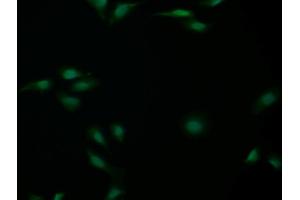 Detection of CASP14 in Human U2OS cell using Polyclonal Antibody to Caspase 14 (CASP14) (CASP14 抗体  (AA 1-242))