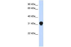 Western Blotting (WB) image for anti-Dynein, Axonemal, Light Intermediate Chain 1 (DNALI1) antibody (ABIN2459694) (DNALI1 抗体)