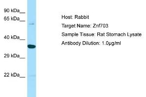 WB Suggested Anti-Znf703 Antibody   Titration: 1. (ZNF703 抗体  (C-Term))