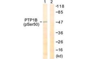 Western Blotting (WB) image for anti-Protein tyrosine Phosphatase, Non-Receptor Type 1 (PTPN1) (AA 16-65), (pSer50) antibody (ABIN1531514)