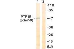 Western blot analysis of extracts from COS7 cells treated with UV 30', using PTP1B (Phospho-Ser50) Antibody. (PTPN1 抗体  (pSer50))