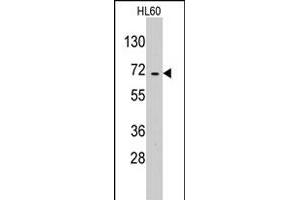 Western blot analysis of EARS2 polyclonal antibody  in HL-60 cell line lysates (35 ug/lane). (EARS2 抗体  (C-Term))