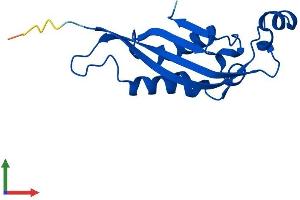 Protein Structure (PS) image for 6-Pyruvoyltetrahydropterin Synthase (PTS) (AA 1-145) protein (His tag) (ABIN7551099)