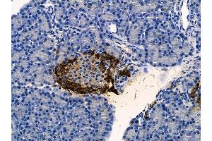 ABIN6257548 and ABIN6275544 at 1/100 staining rat pancreatic tissue by IHC-P.