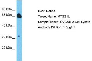 MTSS1L 抗体  (Middle Region)