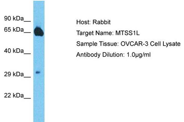 MTSS1L 抗体  (Middle Region)