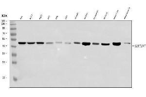 Western blot analysis of SEPT7/SEPTIN7 using anti-SEPT7/SEPTIN7 antibody (ABIN7599301).