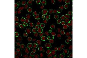Immunofluorescent staining of Raji cells. (CD19 抗体)