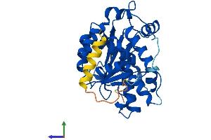 Protein Structure (PS) image for CCR4-NOT Transcription Complex, Subunit 8 (CNOT8) (AA 1-292) protein (His tag) (ABIN7546677)