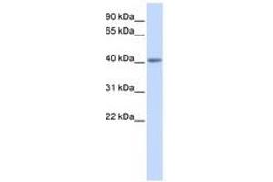 Image no. 1 for anti-Serotonin Receptor 5A (HTR5A) (N-Term) antibody (ABIN6741498) (Serotonin Receptor 5A 抗体  (N-Term))