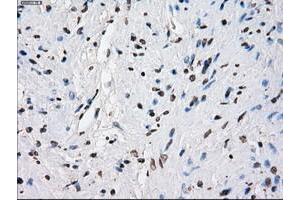 Image no. 20 for anti-P450 (Cytochrome) Oxidoreductase (POR) antibody (ABIN1497746) (POR 抗体)