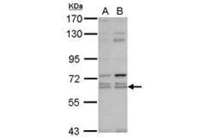Image no. 1 for anti-Kelch-Like 12 (Drosophila) (KLHL12) (AA 81-341) antibody (ABIN1497056) (KLHL12 抗体  (AA 81-341))