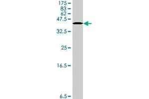 Western Blot detection against Immunogen (38. (TNC 抗体  (AA 181-290))