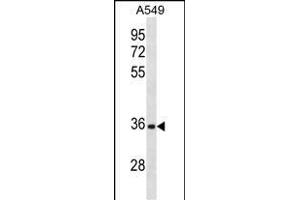 CD5L Antibody (N-term) (ABIN1881187 and ABIN2838855) western blot analysis in A549 cell line lysates (35 μg/lane).