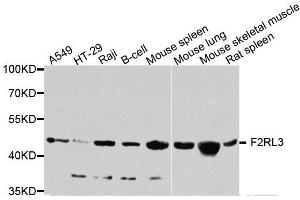 Western blot analysis of extracts of various cell lines, using F2RL3 antibody (ABIN5974866) at 1/1000 dilution. (F2RL3 抗体)