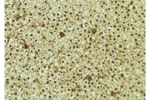 ABIN6273350 at 1/100 staining Mouse liver tissue by IHC-P. (WWP1 抗体  (Internal Region))